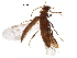  ( - BIOUG16340-F10)  @11 [ ] CreativeCommons - Attribution (2016) CBG Photography Group Centre for Biodiversity Genomics