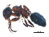  (Camponotus mississippiensis - BIOUG16416-H09)  @14 [ ] CreativeCommons - Attribution (2015) CBG Photography Group Centre for Biodiversity Genomics