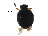  (Caenocara blanchardi - BIOUG18911-D05)  @14 [ ] CreativeCommons - Attribution (2016) CBG Photography Group Centre for Biodiversity Genomics