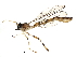 (Psilonyx - BIOUG18909-D04)  @14 [ ] CreativeCommons - Attribution (2015) CBG Photography Group Centre for Biodiversity Genomics