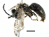  (Andrena pruni - BIOUG20762-D02)  @13 [ ] CreativeCommons - Attribution (2016) CBG Photography Group Centre for Biodiversity Genomics
