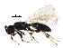  (Trichopria nixoni - BIOUG21131-G04)  @15 [ ] CreativeCommons - Attribution (2016) CBG Photography Group Centre for Biodiversity Genomics