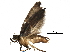  ( - BIOUG21235-E08)  @11 [ ] CreativeCommons - Attribution (2016) CBG Photography Group Centre for Biodiversity Genomics