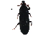  ( - BIOUG21235-H10)  @12 [ ] CreativeCommons - Attribution (2016) CBG Photography Group Centre for Biodiversity Genomics