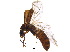 ( - BIOUG21486-A02)  @12 [ ] CreativeCommons - Attribution (2017) CBG Photography Group Centre for Biodiversity Genomics