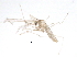  (Aulagromyza orbitalis - BIOUG04998-F09)  @11 [ ] CreativeCommons - Attribution (2013) CBG Photography Group Centre for Biodiversity Genomics