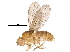  (Drosophila nikananu - BIOUG32270-D05)  @11 [ ] CreativeCommons - Attribution (2018) CBG Photography Group Centre for Biodiversity Genomics