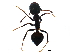  (Crematogaster stadelmanni - BIOUG32103-A04)  @12 [ ] CreativeCommons - Attribution (2017) CBG Photography Group Centre for Biodiversity Genomics