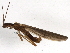  (Leuctra triloba - BIOUG04363-H02)  @13 [ ] CreativeCommons - Attribution (2013) CBG Photography Group Centre for Biodiversity Genomics