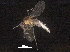  ( - BIOUG35958-F11)  @11 [ ] CreativeCommons - Attribution (2018) CBG Photography Group Centre for Biodiversity Genomics