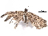  ( - BIOUG35836-C11)  @11 [ ] CreativeCommons - Attribution (2018) CBG Photography Group Centre for Biodiversity Genomics