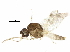  ( - BIOUG36117-F10)  @11 [ ] CreativeCommons - Attribution (2018) CBG Photography Group Centre for Biodiversity Genomics