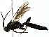  ( - BIOUG56832-A11)  @11 [ ] CreativeCommons - Attribution (2022) CBG Photography Group Centre for Biodiversity Genomics