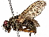  ( - BIOUG56832-D04)  @11 [ ] CreativeCommons - Attribution (2023) CBG Photography Group Centre for Biodiversity Genomics