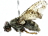  ( - BIOUG56832-D10)  @11 [ ] CreativeCommons - Attribution (2022) CBG Photography Group Centre for Biodiversity Genomics