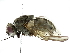  ( - BIOUG56832-E03)  @11 [ ] CreativeCommons - Attribution (2022) CBG Photography Group Centre for Biodiversity Genomics