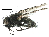  ( - BIOUG06619-H07)  @15 [ ] CreativeCommons - Attribution (2015) CBG Photography Group Centre for Biodiversity Genomics