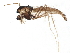  ( - BIOUG07713-E04)  @13 [ ] CreativeCommons - Attribution (2015) CBG Photography Group Centre for Biodiversity Genomics