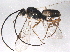  ( - BIOUG07716-A09)  @14 [ ] CreativeCommons - Attribution (2013) CBG Photography Group Centre for Biodiversity Genomics