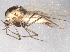  ( - BIOUG07724-G03)  @13 [ ] CreativeCommons - Attribution (2013) CBG Photography Group Centre for Biodiversity Genomics