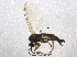 ( - BIOUG07730-E11)  @13 [ ] CreativeCommons - Attribution (2013) CBG Photography Group Centre for Biodiversity Genomics