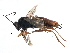  ( - BIOUG07591-D08)  @15 [ ] CreativeCommons - Attribution (2015) CBG Photography Group Centre for Biodiversity Genomics