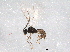  ( - BIOUG07768-A11)  @12 [ ] CreativeCommons - Attribution (2013) CBG Photography Group Centre for Biodiversity Genomics