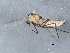  (Tanytarsus anderseni - BIOUG07829-G10)  @13 [ ] CreativeCommons - Attribution (2013) CBG Photography Group Centre for Biodiversity Genomics