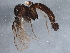  ( - BIOUG07829-G12)  @11 [ ] CreativeCommons - Attribution (2013) CBG Photography Group Centre for Biodiversity Genomics
