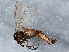  ( - BIOUG07832-C11)  @13 [ ] CreativeCommons - Attribution (2013) CBG Photography Group Centre for Biodiversity Genomics