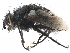  (Peleteria aenea - BIOUG07714-H01)  @15 [ ] CreativeCommons - Attribution (2015) CBG Photography Group Centre for Biodiversity Genomics
