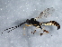  ( - BIOUG07192-D11)  @14 [ ] CreativeCommons - Attribution (2013) CBG Photography Group Centre for Biodiversity Genomics