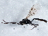  ( - BIOUG07192-F07)  @13 [ ] CreativeCommons - Attribution (2013) CBG Photography Group Centre for Biodiversity Genomics