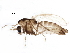  ( - BIOUG07875-D06)  @13 [ ] CreativeCommons - Attribution (2015) CBG Photography Group Centre for Biodiversity Genomics
