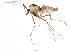  ( - BIOUG07882-C11)  @13 [ ] CreativeCommons - Attribution (2015) CBG Photography Group Centre for Biodiversity Genomics