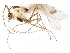  ( - BIOUG07882-G11)  @13 [ ] CreativeCommons - Attribution (2015) CBG Photography Group Centre for Biodiversity Genomics