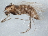  ( - BIOUG07873-B07)  @13 [ ] CreativeCommons - Attribution (2013) CBG Photography Group Centre for Biodiversity Genomics