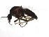  ( - BIOUG09109-C01)  @13 [ ] CreativeCommons - Attribution (2015) CBG Photography Group Centre for Biodiversity Genomics