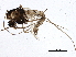  ( - BIOUG09188-E10)  @13 [ ] CreativeCommons - Attribution (2015) CBG Photography Group Centre for Biodiversity Genomics