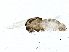  ( - BIOUG15488-H10)  @13 [ ] CreativeCommons - Attribution (2015) CBG Photography Group Centre for Biodiversity Genomics