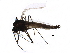  ( - BIOUG15529-H11)  @13 [ ] CreativeCommons - Attribution (2015) CBG Photography Group Centre for Biodiversity Genomics