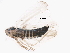  (Zyginidia - BIOUG15979-B02)  @13 [ ] CreativeCommons - Attribution (2015) CBG Photography Group Centre for Biodiversity Genomics