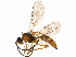  ( - BIOUG16217-C10)  @13 [ ] CreativeCommons - Attribution (2015) CBG Photography Group Centre for Biodiversity Genomics