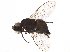  (Melanagromyza aenea - BIOUG16218-H07)  @14 [ ] CreativeCommons - Attribution (2015) CBG Photography Group Centre for Biodiversity Genomics