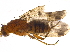  ( - BIOUG16275-A02)  @13 [ ] CreativeCommons - Attribution (2015) CBG Photography Group Centre for Biodiversity Genomics