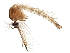  (Culex torrentium - BIOUG16277-E12)  @13 [ ] CreativeCommons - Attribution (2015) CBG Photography Group Centre for Biodiversity Genomics