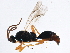  (Exallonyx pallidistigma - BIOUG16524-G12)  @13 [ ] CreativeCommons - Attribution (2015) CBG Photography Group Centre for Biodiversity Genomics