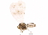  (Aleyrodes proletella - BIOUG16704-A12)  @14 [ ] CreativeCommons - Attribution (2015) CBG Photography Group Centre for Biodiversity Genomics