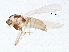  ( - BIOUG16720-B08)  @13 [ ] CreativeCommons - Attribution (2015) CBG Photography Group Centre for Biodiversity Genomics