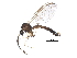  (Trichonta apicalis - BIOUG16721-C03)  @13 [ ] CreativeCommons - Attribution (2015) CBG Photography Group Centre for Biodiversity Genomics